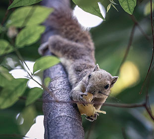 视频会议系统的ddos在线攻击工具