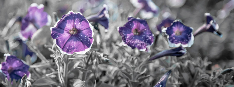 真心为您服务的ddos工具下载