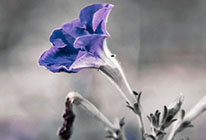 高效办公软件的网络攻击软件